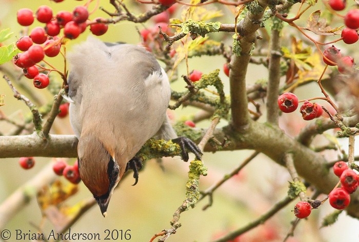 Waxwing