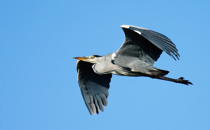 Grey Heron
