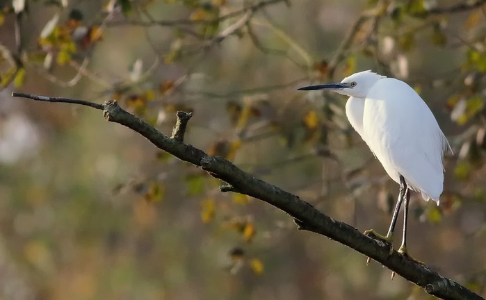 Little Egret