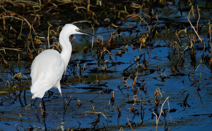 Little Egret