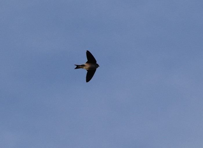House Martin