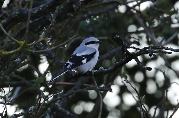 Great Grey Shrike
