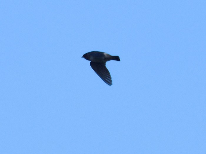 Cliff Swallow