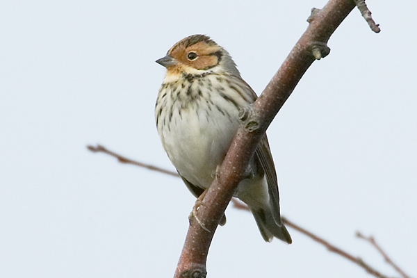 Little Bunting
