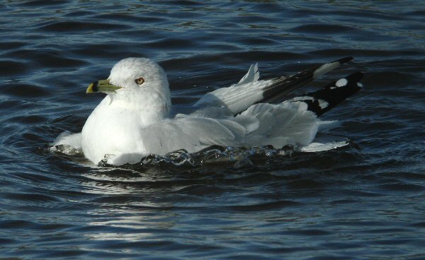 Ring-billed Gull