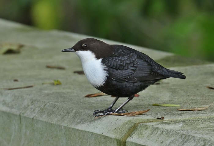 Black-bellied Dipper