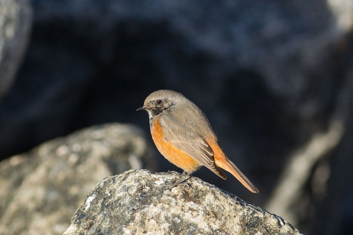 Eastern Black Redstart