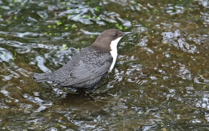 Black-bellied Dipper