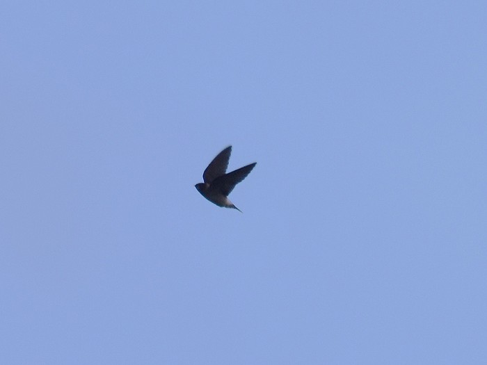 Cliff Swallow
