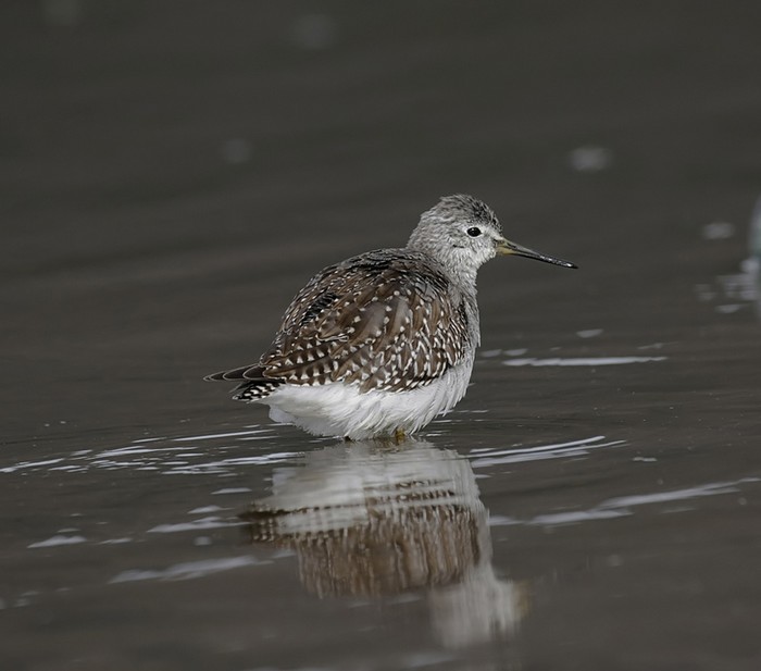 Lesser Yellowlegs