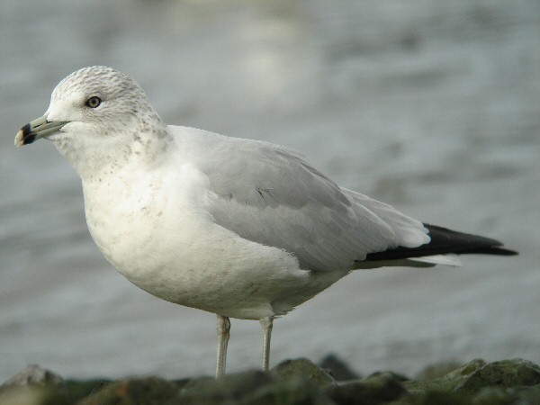 Ring-billed Gull