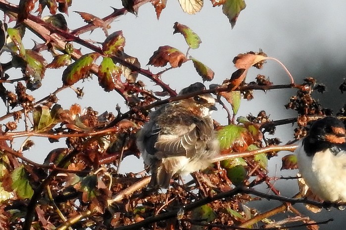 Cliff Swallow