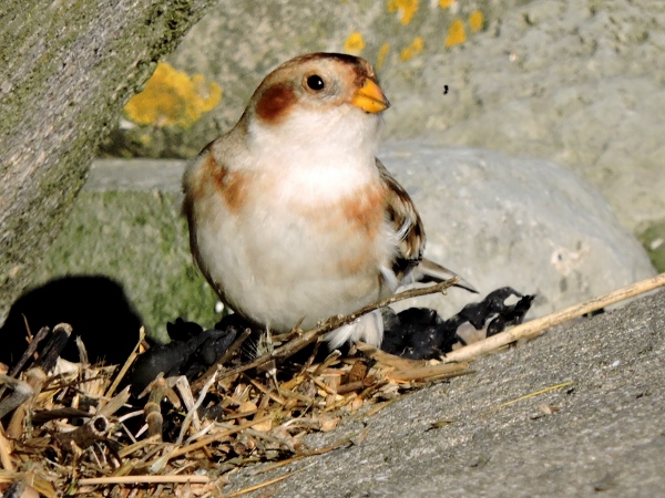 Snow Bunting