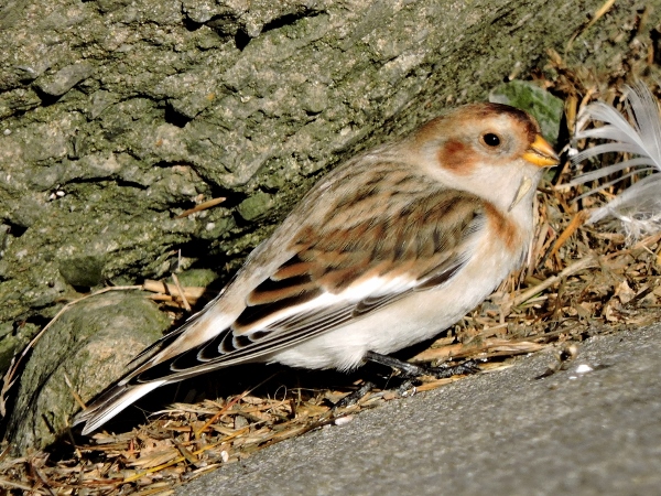 Snow Bunting