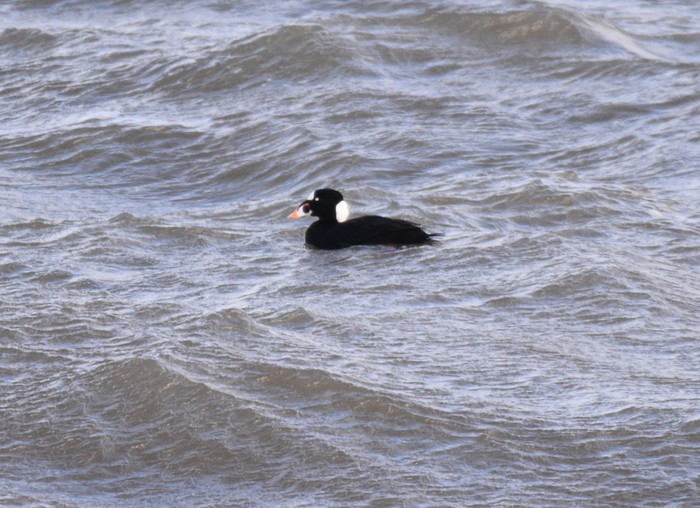 Surf Scoter
