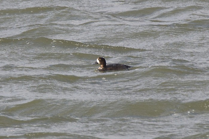 Scaup
