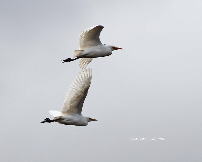 Cattle Egret