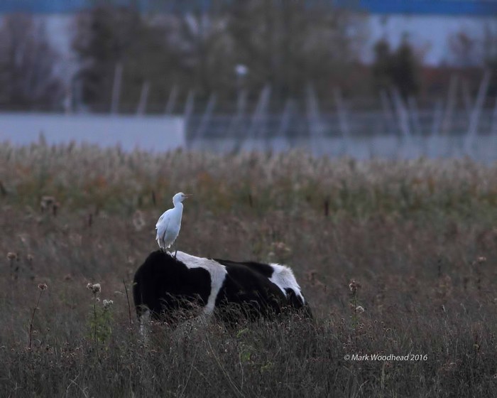Cattle Egret
