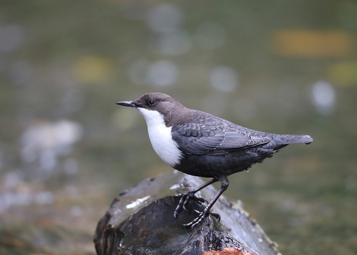 Black-bellied Dipper