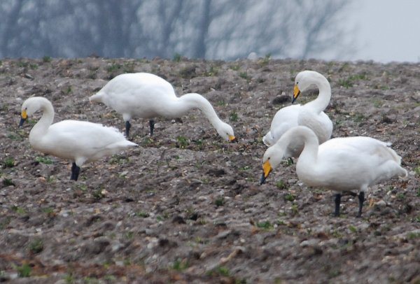 Whooper Swan