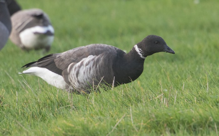 Dark-bellied Brent Goose
