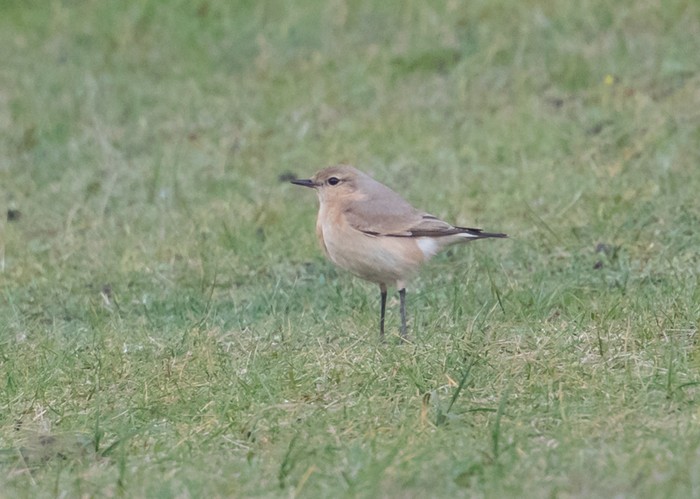 Isabelline Wheatear