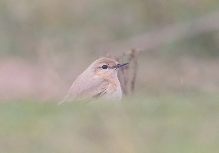 Isabelline Wheatear