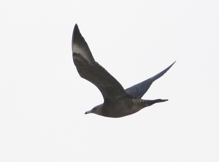 Pomarine Skua