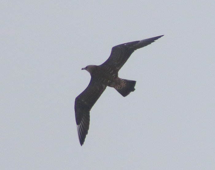 Pomarine Skua