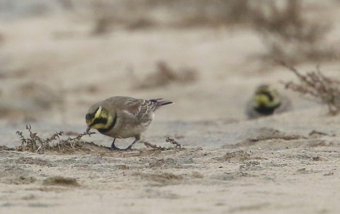 Shorelark