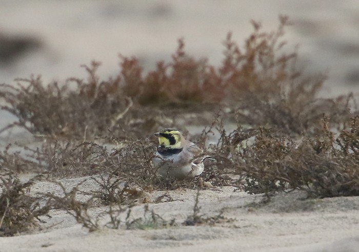 Shorelark