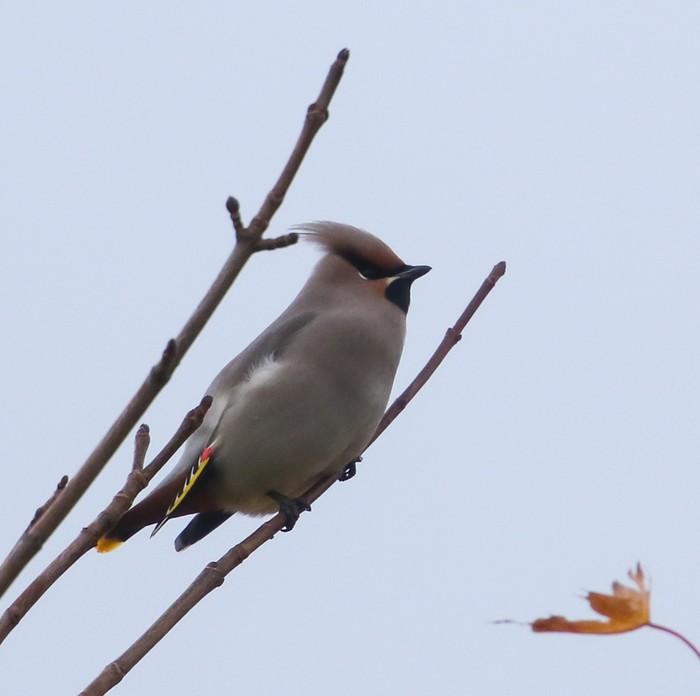 Waxwing