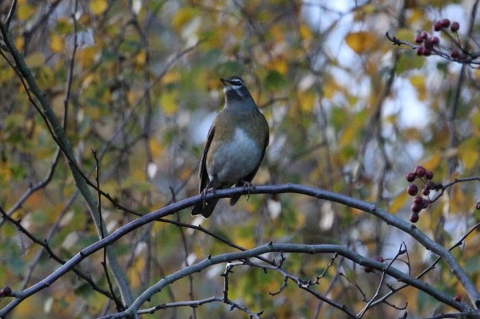 Eyebrowed Thrush