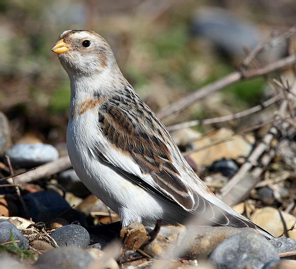 Snow Bunting