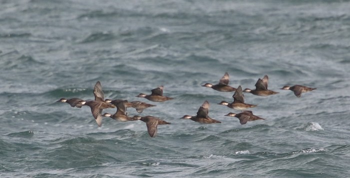 Common Scoter