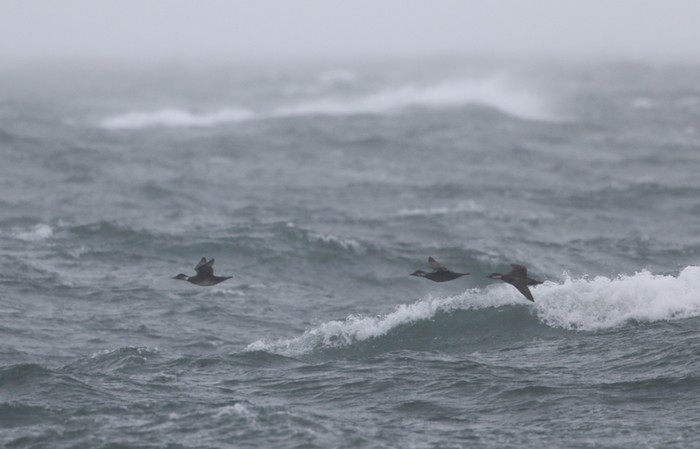 Common Scoter