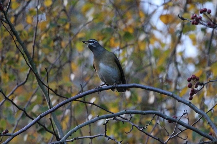 Eyebrowed Thrush