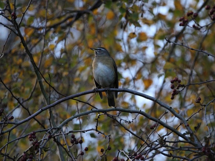 Eyebrowed Thrush