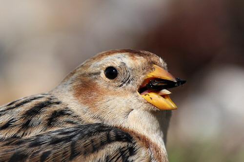 Snow Bunting