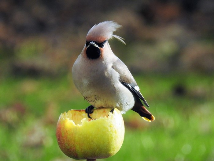 Waxwing