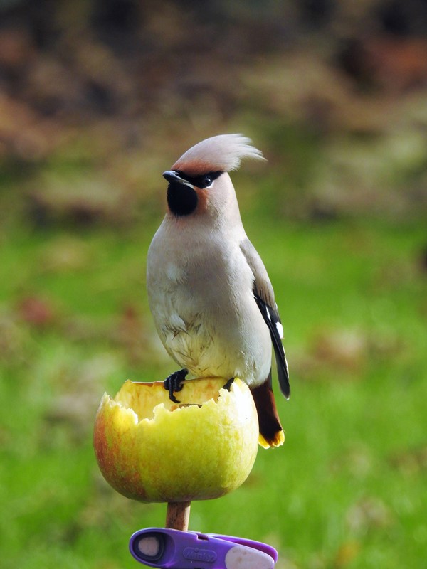 Waxwing