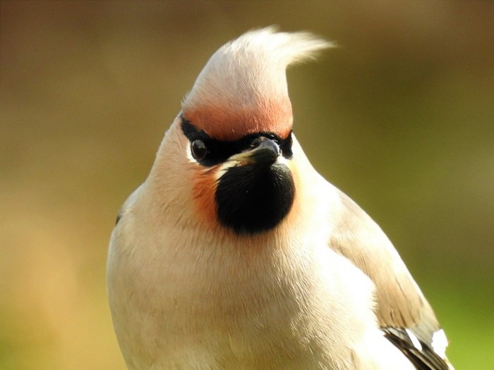Waxwing