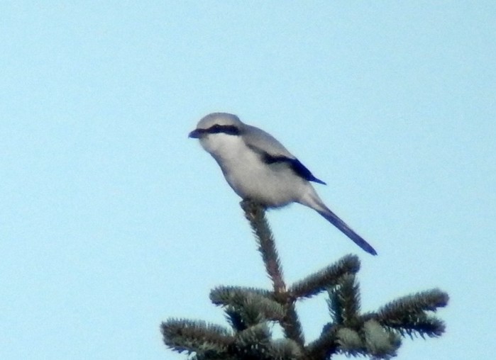 Great Grey Shrike