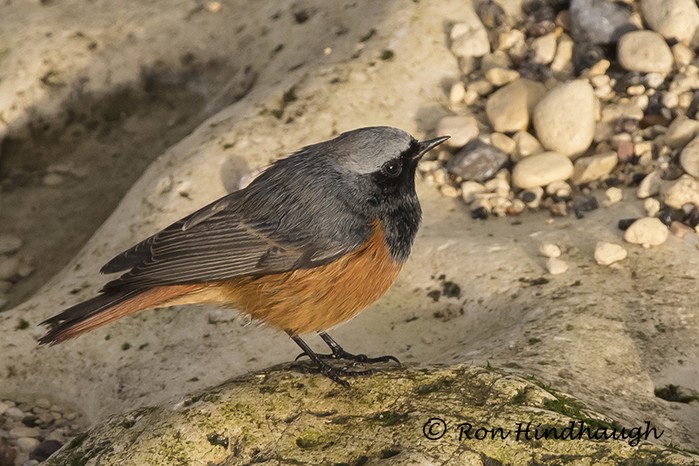 Eastern Black Redstart