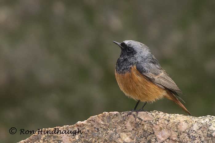Eastern Black Redstart