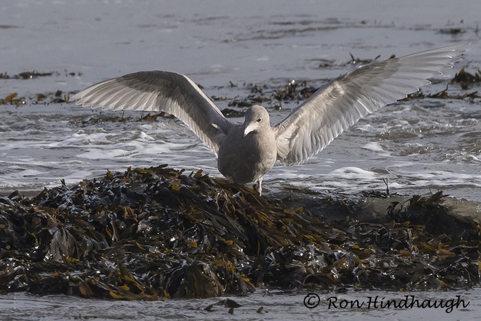 Glaucous Gull