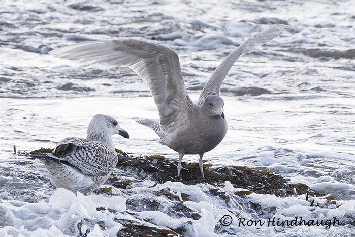 Glaucous Gull