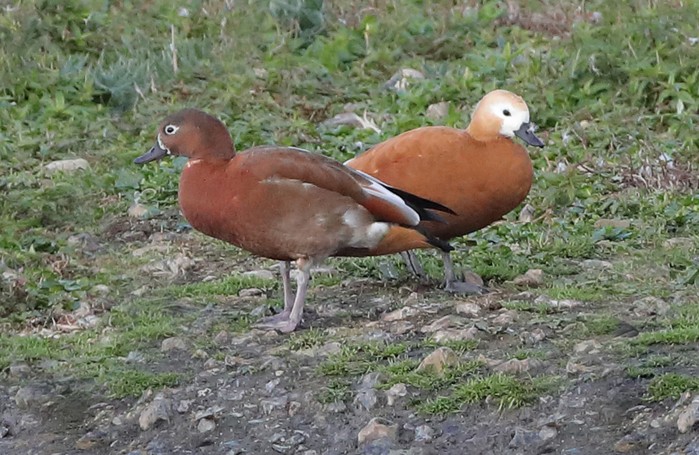 Ruddy Shelduck