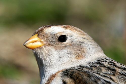 Snow Bunting