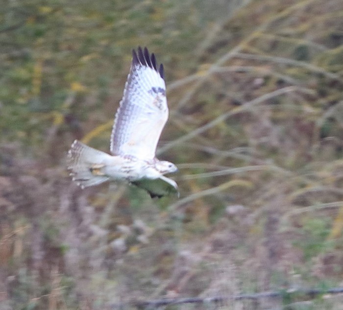 Buzzard